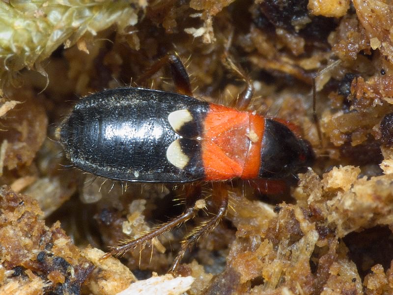 Prostemma sanguineum (Rossi, 1790)